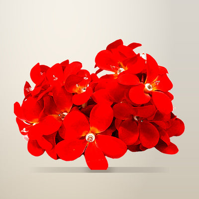 My Decorations 20 LED Red Frangipani Flower String Lights, 3 m