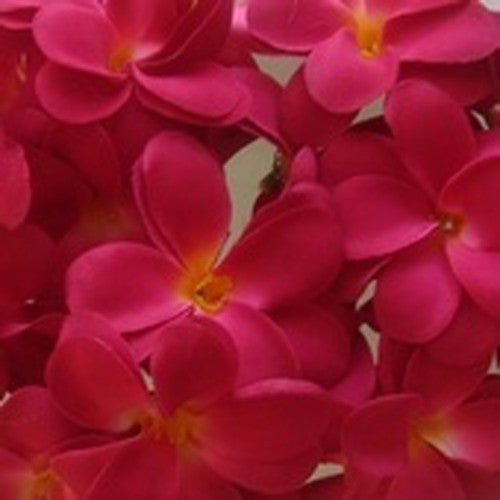 1 Set of 20 LED Deep Red Frangipani Flower Battery String Lights