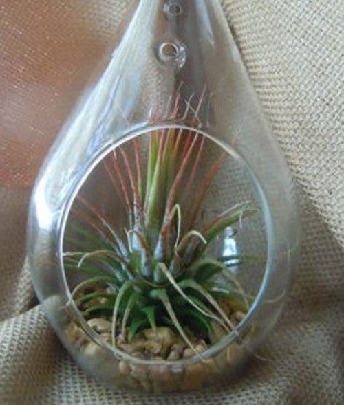 4 Pack of Hanging Clear Glass Tealight Candle Holder Tear Drop Pear