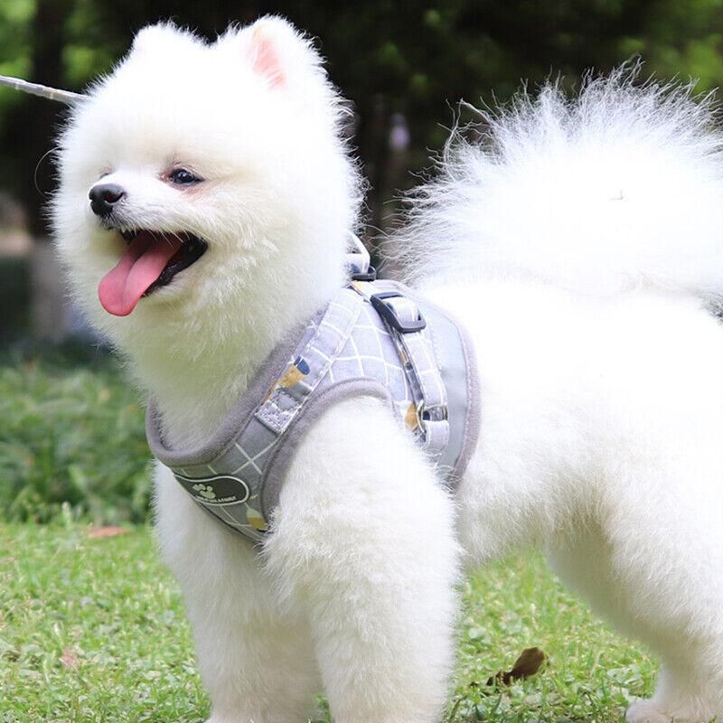Grey Kitten Dog Cat Walking Harness Lead Leash Collar Pet Vest Mesh