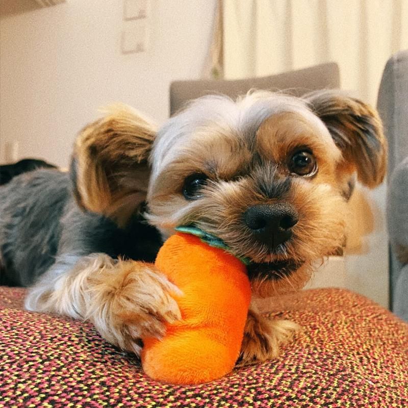Carrot Plush Dog Toy Foraging Interactive Puzzle Mat