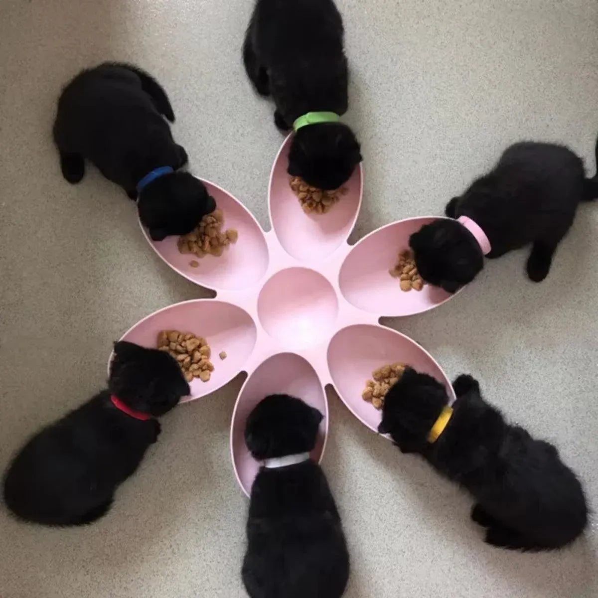 Multi Cat Feeding Bowl Petal Design Kitten Milk Bowl Puppy Dog Food