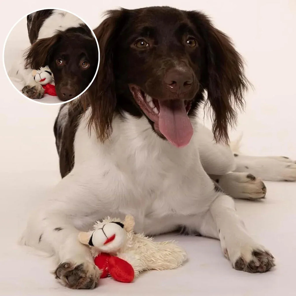 Aimall Lamb Plush Squeaky Dog Toy, White, shown in a real setting