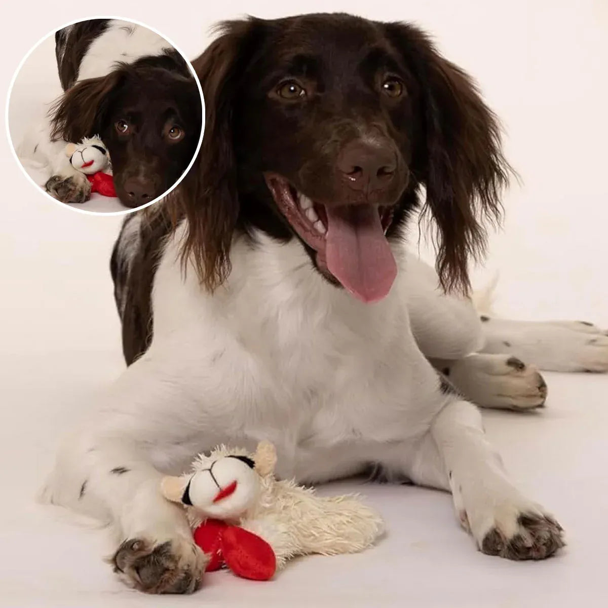 Aimall Lamb Plush Squeaky Dog Toy, White, shown in a real setting