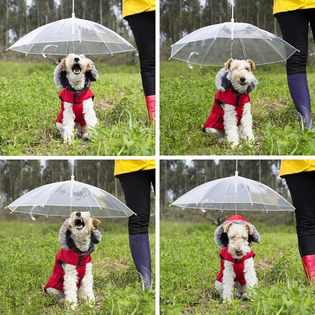 Transparent Pet Umbrella, 30 Inch, with Leash, shown in a real setting, photo 4 of 6